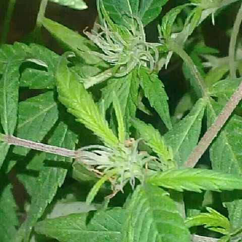 Ryan og  (punta roja) growlog timeline photo