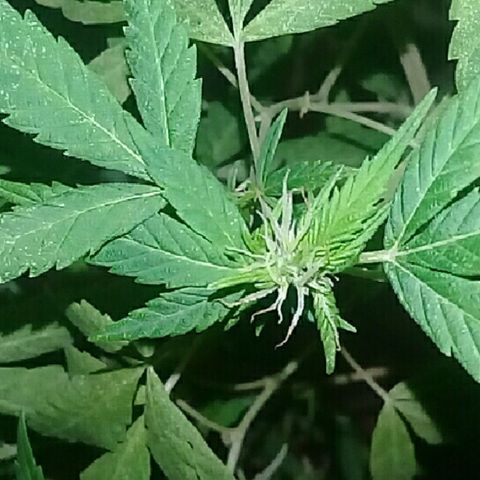 Ryan og  (punta roja) growlog timeline photo