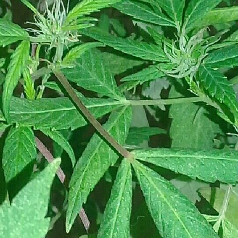 Ryan og  (punta roja) growlog timeline photo