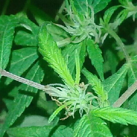 Ryan og  (punta roja) growlog timeline photo