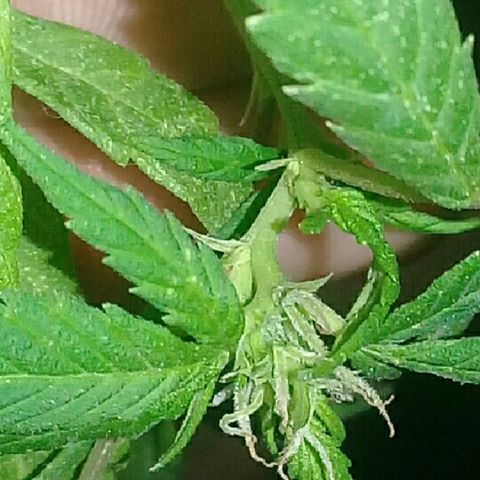 Ryan og  (punta roja) growlog timeline photo