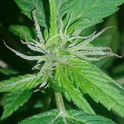 Ryan og  (punta roja) growlog timeline photo