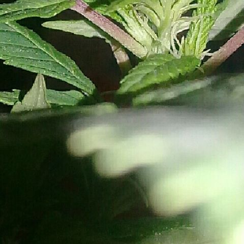 Ryan og  (punta roja) growlog timeline photo