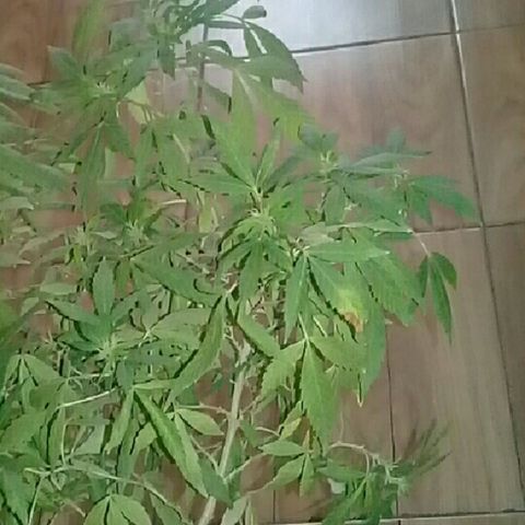 Ryan og  (punta roja) growlog timeline photo