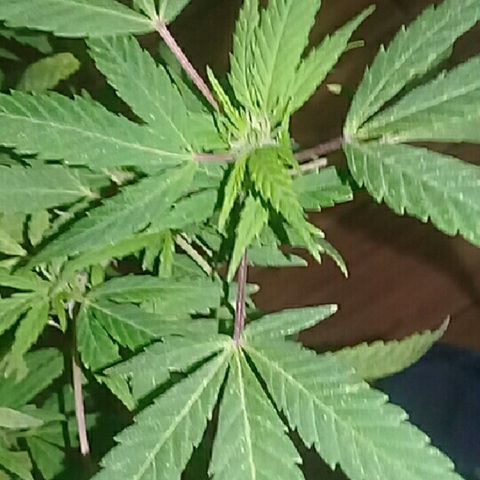 Ryan og  (punta roja) growlog timeline photo