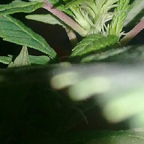 Ryan og  (punta roja) growlog timeline photo