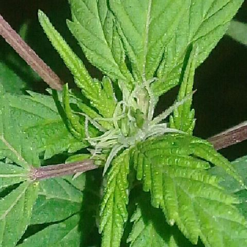 Ryan og  (punta roja) growlog timeline photo