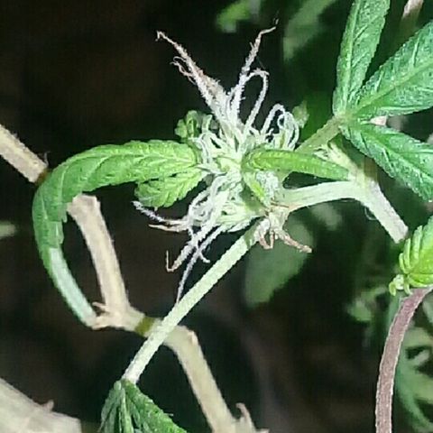 Super hut (punta azul ) growlog timeline photo