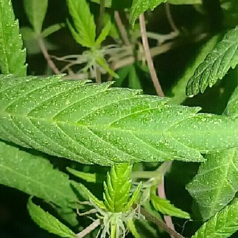 Super hut (punta azul ) growlog timeline photo