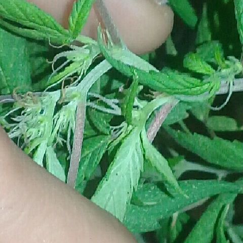 Super hut (punta azul ) growlog timeline photo