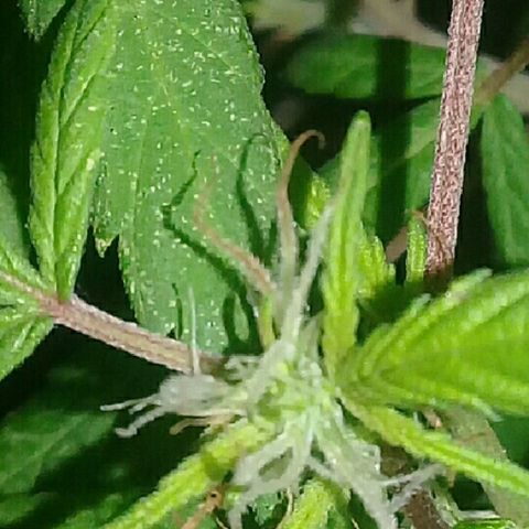 Super hut (punta azul ) growlog timeline photo