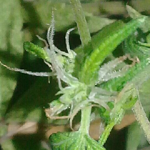 Super hut (punta azul ) growlog timeline photo