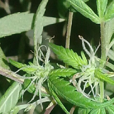 Super hut (punta azul ) growlog timeline photo
