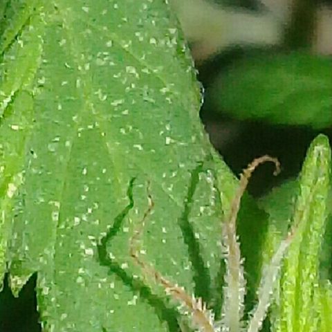 Super hut (punta azul ) growlog timeline photo