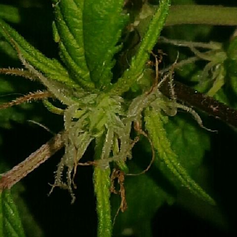 Super hut (punta azul ) growlog timeline photo