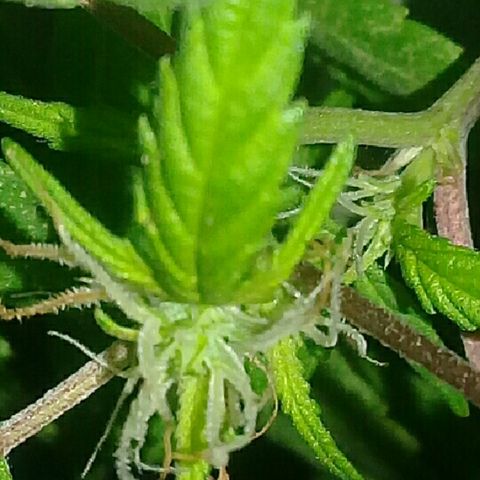 Super hut (punta azul ) growlog timeline photo