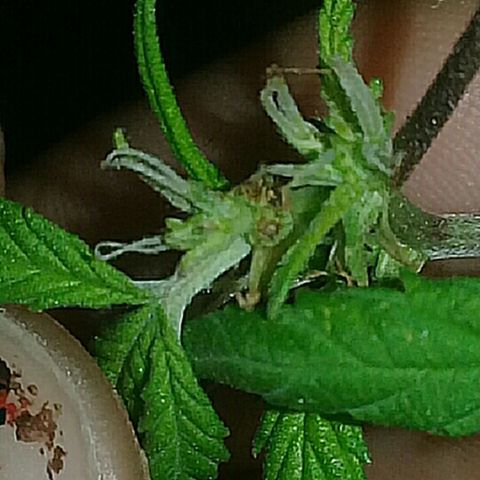 Super hut (punta azul ) growlog timeline photo