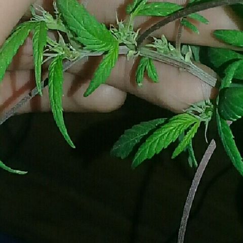 Super hut (punta azul ) growlog timeline photo