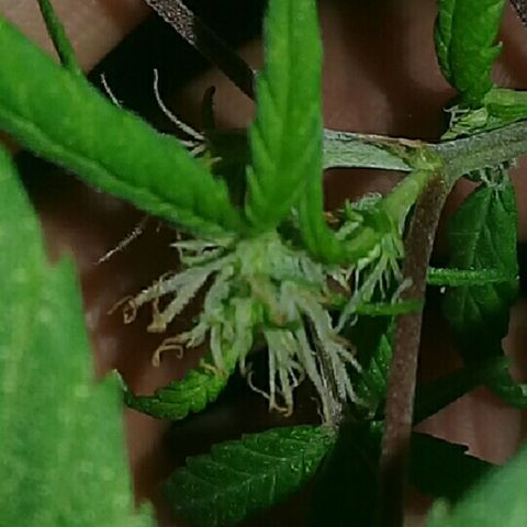 Super hut (punta azul ) growlog timeline photo