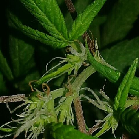 Super hut (punta azul ) growlog timeline photo