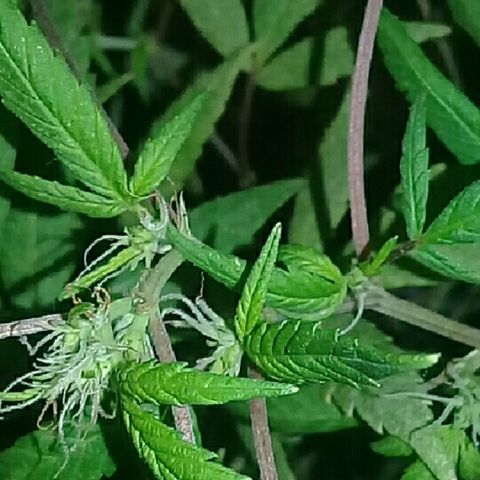 Super hut (punta azul ) growlog timeline photo