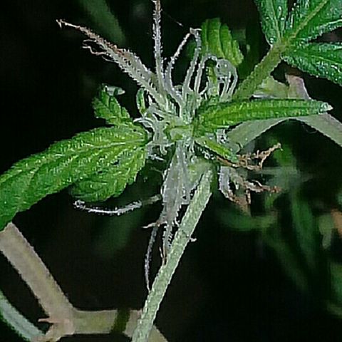 Super hut (punta azul ) growlog timeline photo