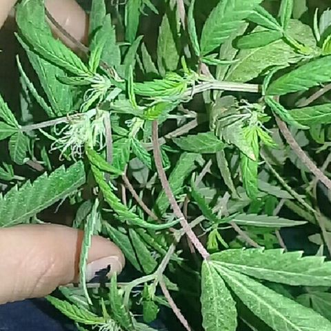 Super hut (punta azul ) growlog timeline photo