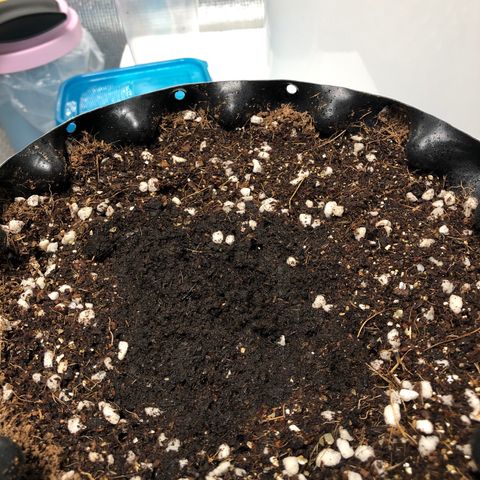 Strawberry Gorilla Auto growlog photo: #3
