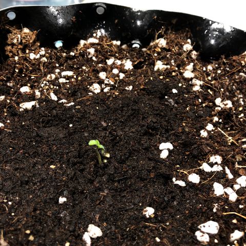 Strawberry Gorilla Auto growlog photo: #3