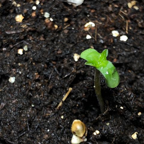 Strawberry Gorilla Auto growlog photo: #4