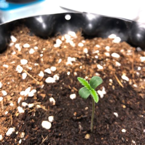 Strawberry Gorilla Auto growlog photo: #3