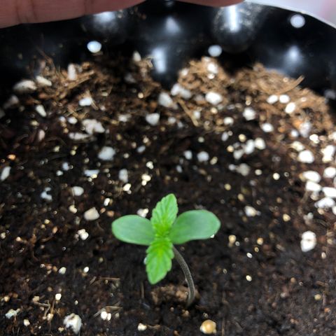 Strawberry Gorilla Auto growlog photo: #4