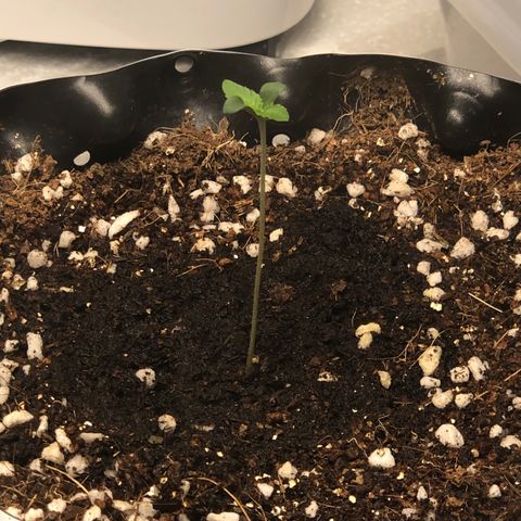 Strawberry Gorilla Auto growlog photo: #3