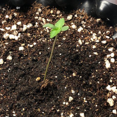 Strawberry Gorilla Auto growlog photo: #4