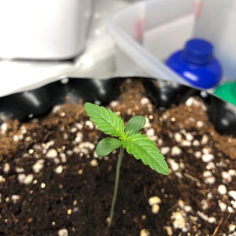 Strawberry Gorilla Auto growlog photo: #3