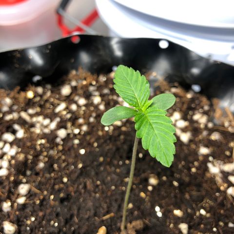 Strawberry Gorilla Auto growlog photo: #4