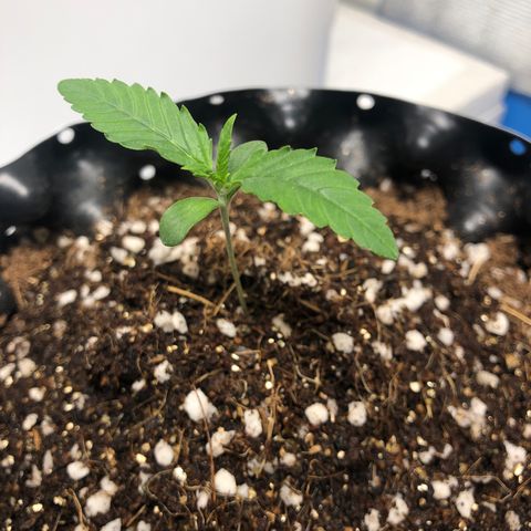 Strawberry Gorilla Auto growlog photo: 3