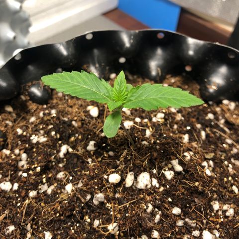 Strawberry Gorilla Auto growlog photo: 4