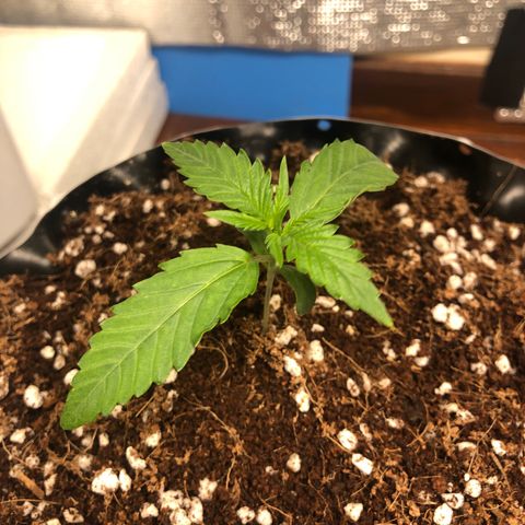 Strawberry Gorilla Auto growlog photo: 3