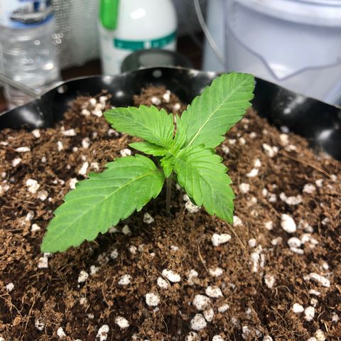Strawberry Gorilla Auto growlog photo: 4