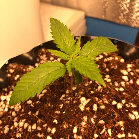 Strawberry Gorilla Auto growlog photo: 3
