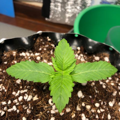 Strawberry Gorilla Auto growlog photo: 4