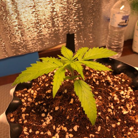 Strawberry Gorilla Auto growlog photo: 3
