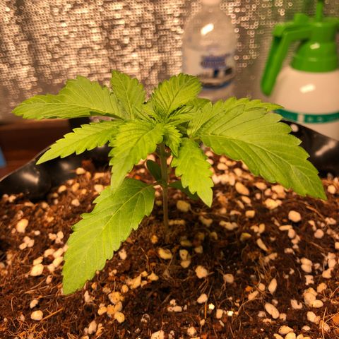 Strawberry Gorilla Auto growlog photo: 4