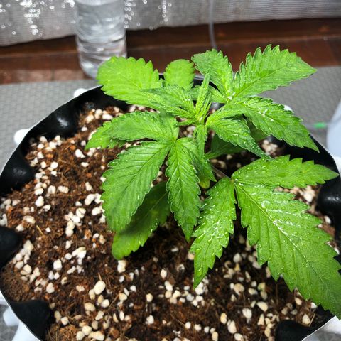 Strawberry Gorilla Auto growlog photo: 3