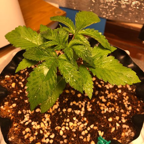 Strawberry Gorilla Auto growlog photo: 4