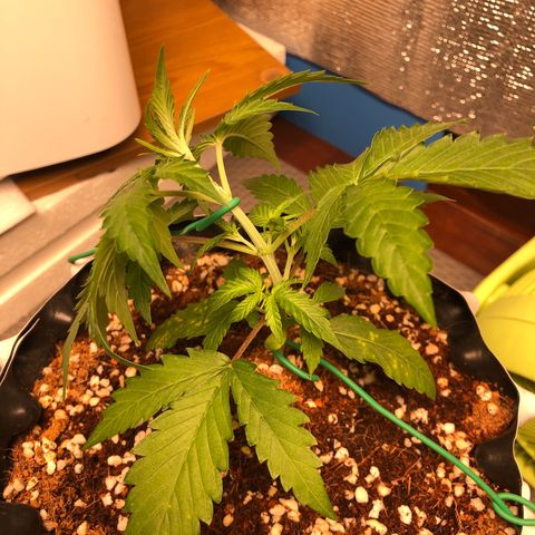 Strawberry Gorilla Auto growlog photo: 3