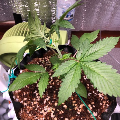 Strawberry Gorilla Auto growlog photo: 4