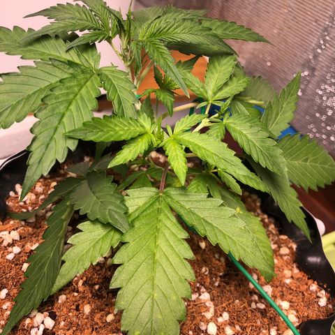 Strawberry Gorilla Auto growlog photo: 3