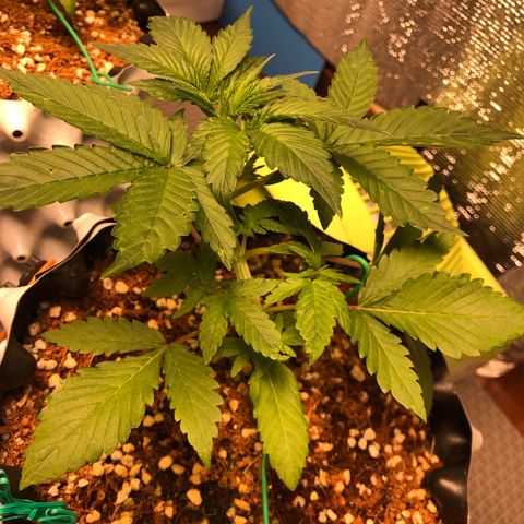 Strawberry Gorilla Auto growlog photo: 4